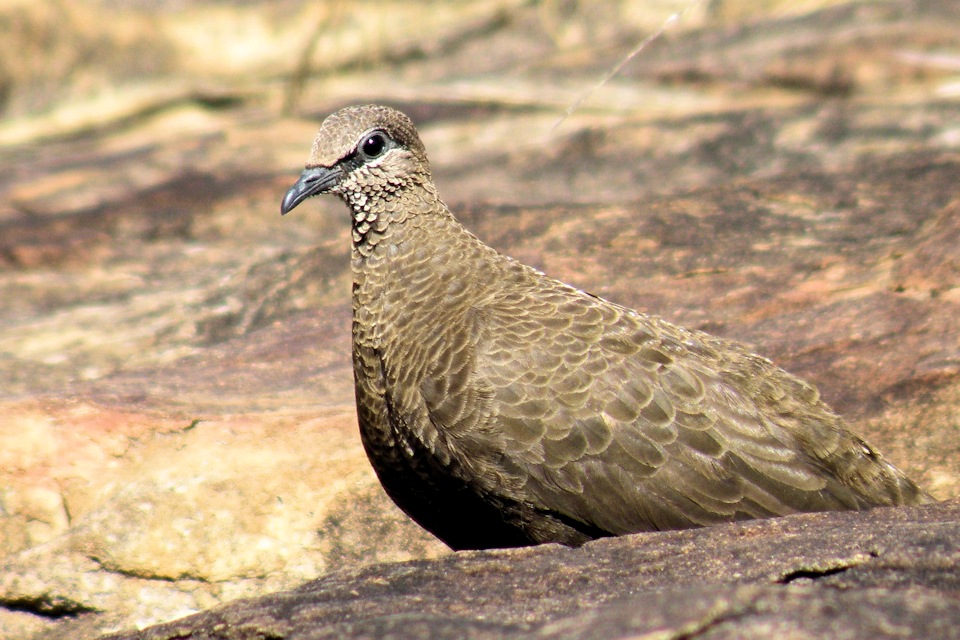 White-quilled Rock-Pigeon (Petrophassa albipennis)